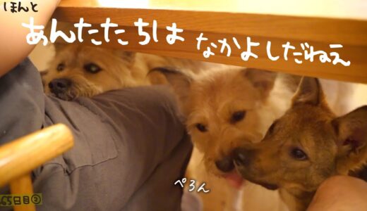 喧嘩してもすぐ仲良しの保護犬チームになったね　牧場に捨てられてた犬との生活65日目②