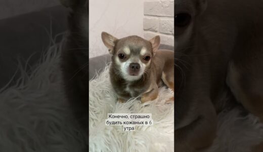 🤣 #чихуахуа #собака #юмор #chihuahua #dog #cобаки #cane #dogvideo #치와와 #チワワ #犬 #狗