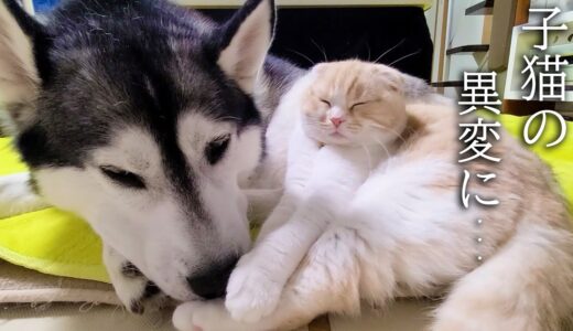 子猫の異変に秒で気づき駆けつけた犬達だったが...