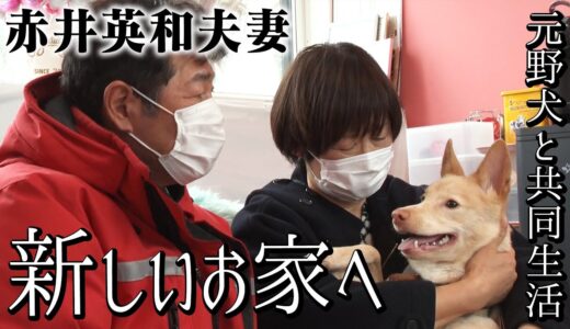 【保護犬】元野犬カマロがついに赤井家を卒業！【赤井英和夫婦と元野犬が共同生活】