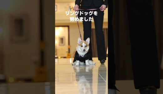 コーギー犬のリングドッグ！