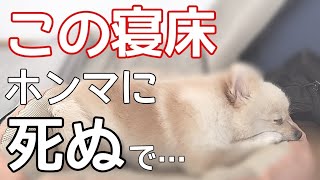 愛犬を寝かせてはいけない超ヤバい寝床【犬のケア】