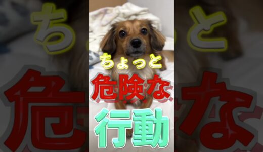 土日休みの人必見！犬を連休にたっぷり可愛がるのは危険！ #shorts