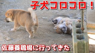 【柴犬子犬】初秋の子犬特集号！　太郎の犬モノガタリ第450話