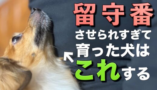 留守番させられすぎて育った犬はこの行動をします。