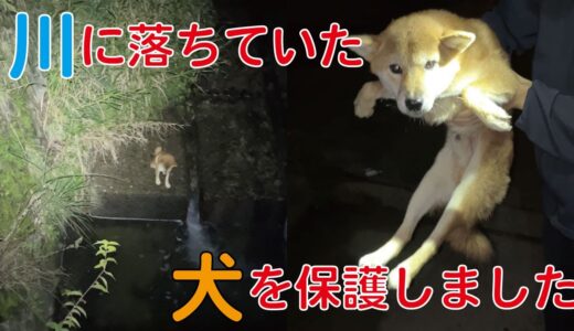 【捨て犬保護】川に落ちていた犬を保護しました【迷子犬？】