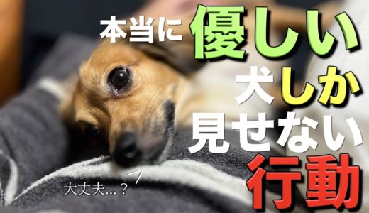 心の底から優しい犬しか見せない行動