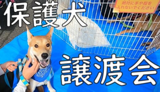 保護犬の譲渡会に行ってきました