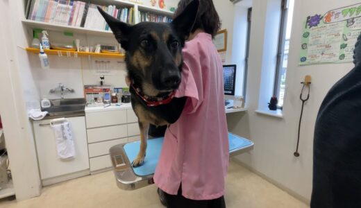 【健康診断】人間ドックならぬ犬ドック受けてみました！【ジャーマンシェパード】