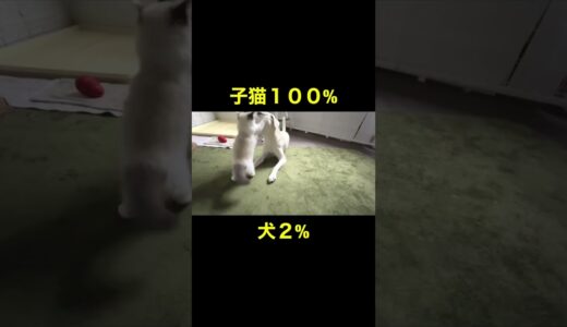 全力で戦いに挑む子猫 対 犬２%