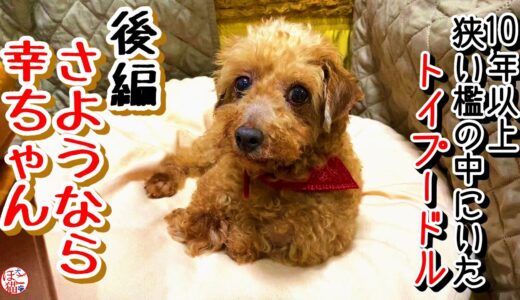 【老犬　保護犬】10年以上狭い檻の中にいたトイプードル　さようなら幸ちゃん　後編