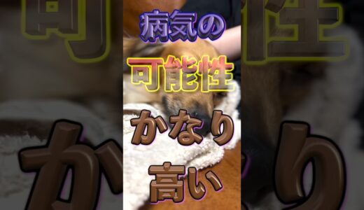 犬がこれしたら命が危ない！ #shorts