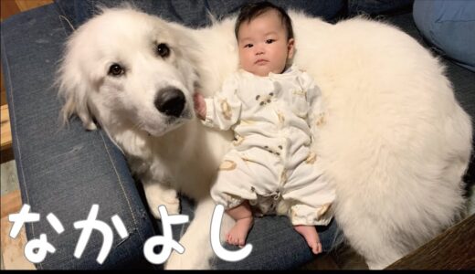 【生後3ヶ月】初めて妹に笑いかけられた時の超大型犬の反応が可愛い｜グレートピレニーズ