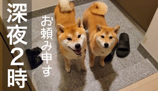 深夜に愛犬に叩き起こされ、何事かと思えば夜遊びの誘いだった