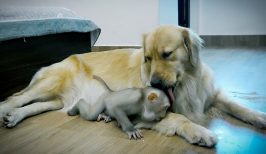 1秒でも育てられたゴールデンレトリバー犬から離れたくない保護仔猿が可愛すぎました！