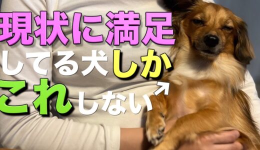 現状に満足してる犬だけがこの行動を見せます。