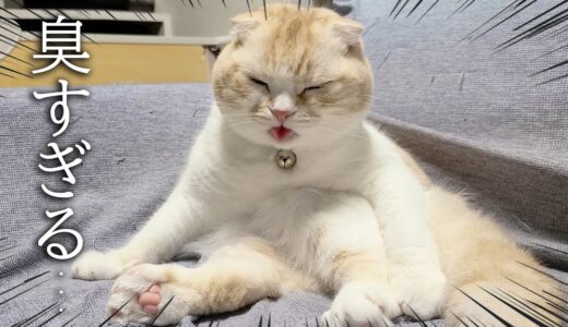 うんち後のお尻が臭すぎて鼻が曲った子猫と犬達がこちらです…笑