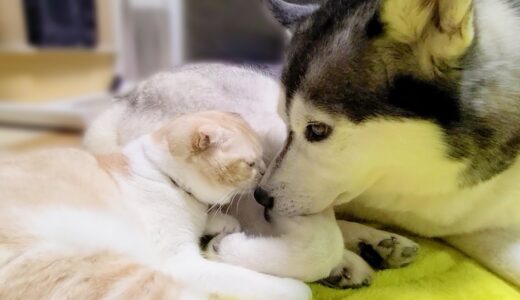 ハスキー犬に構ってほしくてニャーニャー甘えて話しかける子猫がかわいすぎる…