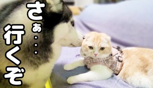 初めてハーネスを着けた子猫にハスキー犬達の行動に驚きました…