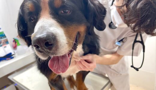 【悲報】飼い主を亡くした老犬バーニーズが皮膚炎の検査をした結果…