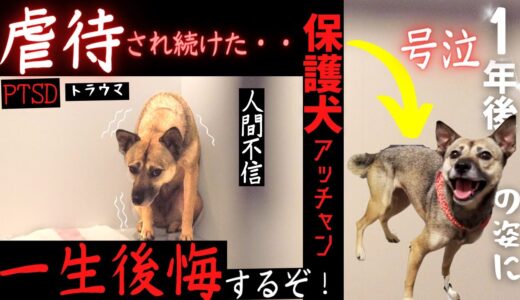 犬を捨てた元飼い主！→1年後の姿に「一生後悔するぞ！」涙が止まらない