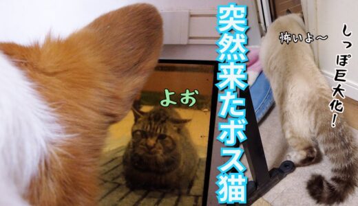 弟猫をボス猫から守るコーギー犬