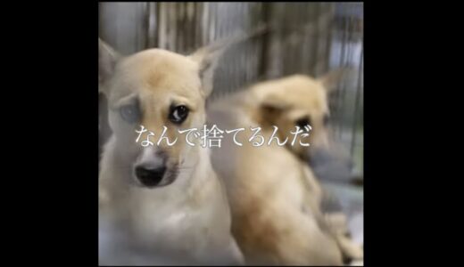 なんで犬を捨てるのか分からない