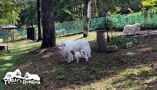 段々と距離が縮まってきたルンルンとアランとベルです　Great Pyrenees　グレートピレニーズ