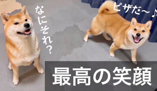 頑張った柴犬と豆柴にハンバーガー、ピザ、おもちゃをプレゼント