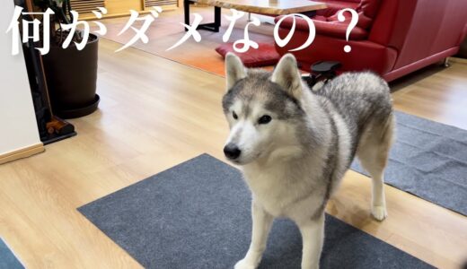 YouTubeの動物動画を参考に動物を飼ってはいけない理由