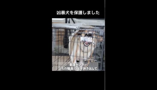 凶暴な犬ほど...