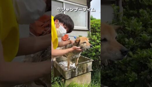 【ド・田舎】我が家の犬の洗い方が面白すぎるwww#shorts