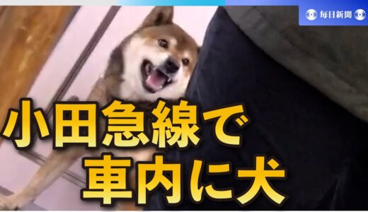 小田急線で車内に犬　散歩中に逃げ出し…駅員かまれる　鶴巻温泉駅