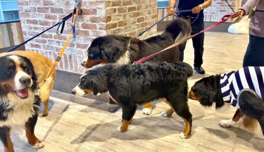 【感動】飼い主を亡くした老犬バーニーズが親戚犬一同と初対面…！