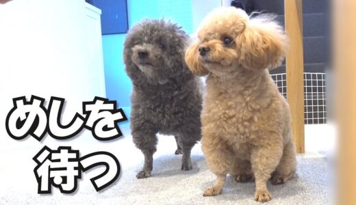 なかなか出てこないごはんを待つ犬が健気で切ない（涙）