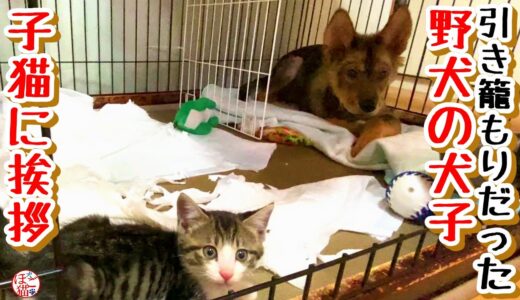 【子犬・子猫・保護犬・保護猫】野犬の子犬、子猫にご挨拶できました