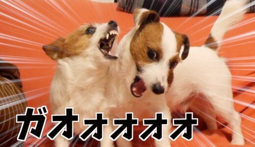 犬を飼ってない人が見るとドン引きする我が家の日常/ジャックラッセルテリア/多頭飼い