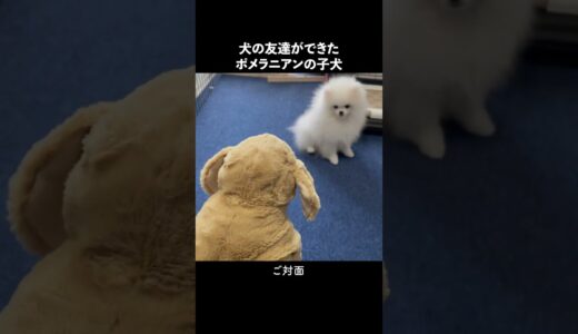 犬見知りのポメラニアン初めての友達