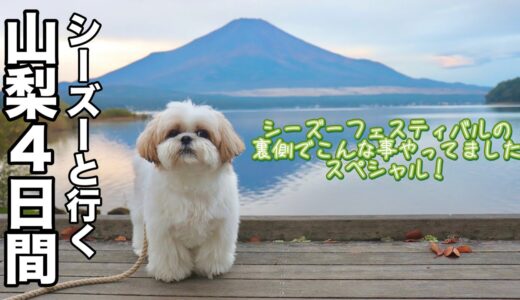 【犬連れ旅行】シーズーフェスティバルの裏側でこんな事やってました！はに丸ファミリーの山梨4日間の旅