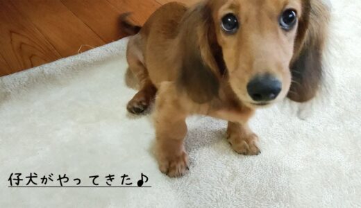 【ミニチュアダックス3ヶ月】新しく子犬をお迎えしました♪犬と暮らしの記録【Vlog】