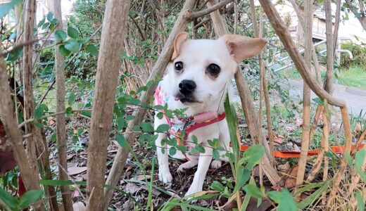 散歩中、植木に身を隠したがる保護犬。｜Day 9