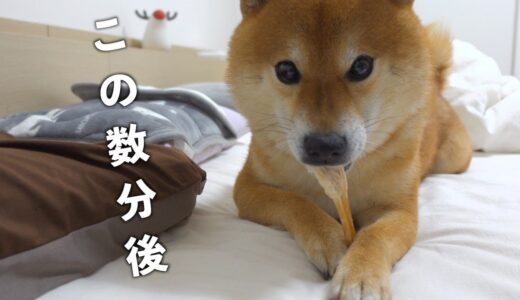 みんな布団に入ると犬語が控えめになるのかわいすぎた。