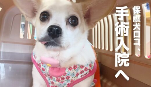 保護犬、手術のために一泊入院。前日と当日の様子。