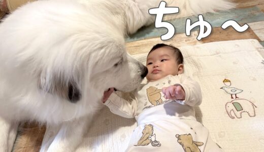 【恋の始まり？】生後4ヶ月の妹と超大型犬が見つめ合ったらこうなりました｜グレートピレニーズ