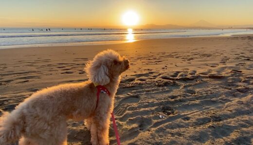 保護犬が卒業した後の、姉犬の様子。