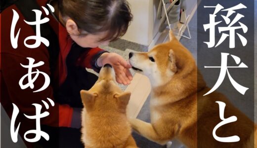 犬嫌いだったばあちゃんが、今では孫の様に柴犬達を可愛がる