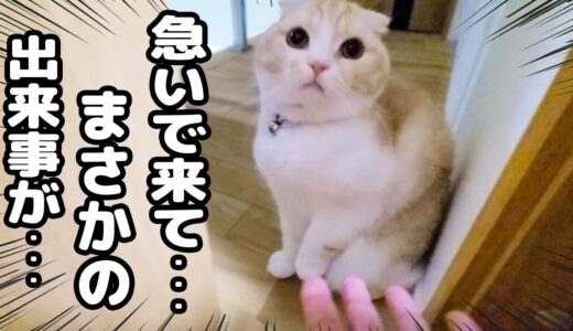 子猫が絶望した顔でニャーニャー騒いでたのでついて行ってみたら...