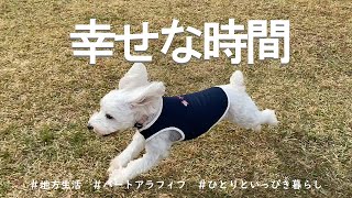 【アラフィフ一人暮らし】犬と暮らす／こんな日常が一番幸せなんだ