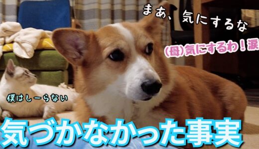 順調だった犬と猫だがいや～な問題が発覚しました