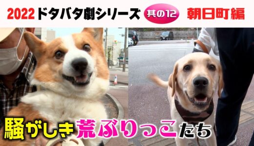 20221201狂犬病予防注射会場のドタバタ劇・其の12 朝日町編